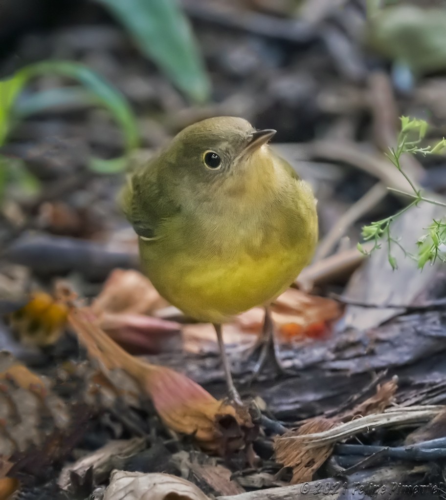 Connecticut Warbler - ML369624991