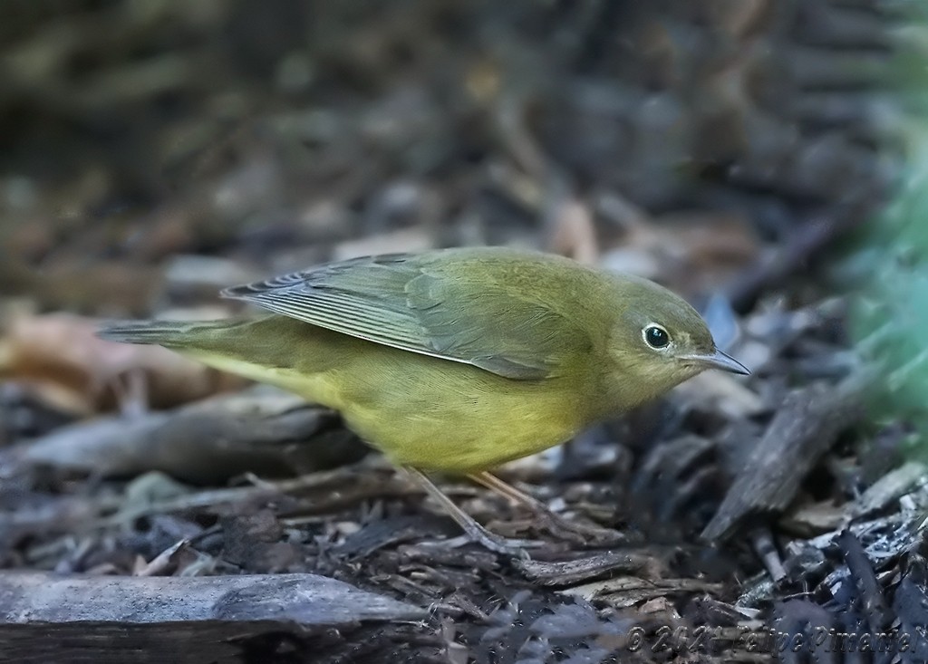 Augenring-Waldsänger - ML369625051