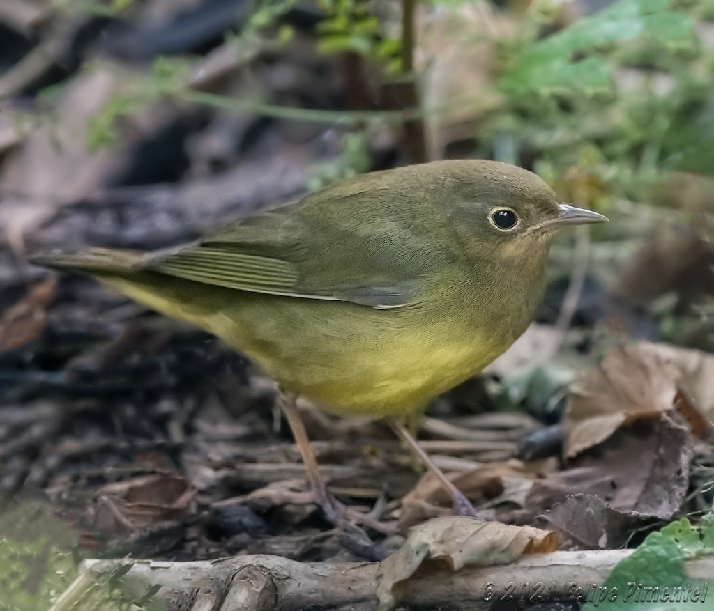 Augenring-Waldsänger - ML369625061