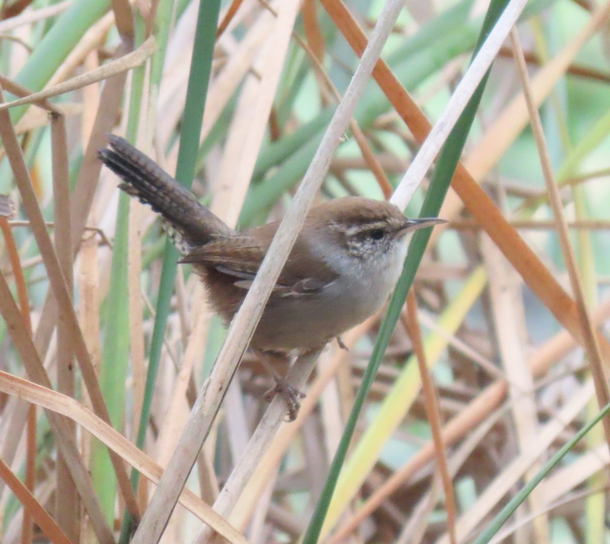 Bewick's Wren - ML369625071