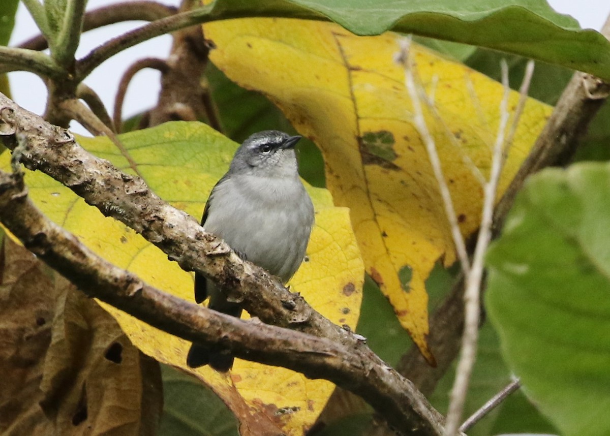 Зеленяр світлобровий (підвид leucogastra/insignis) - ML369625181