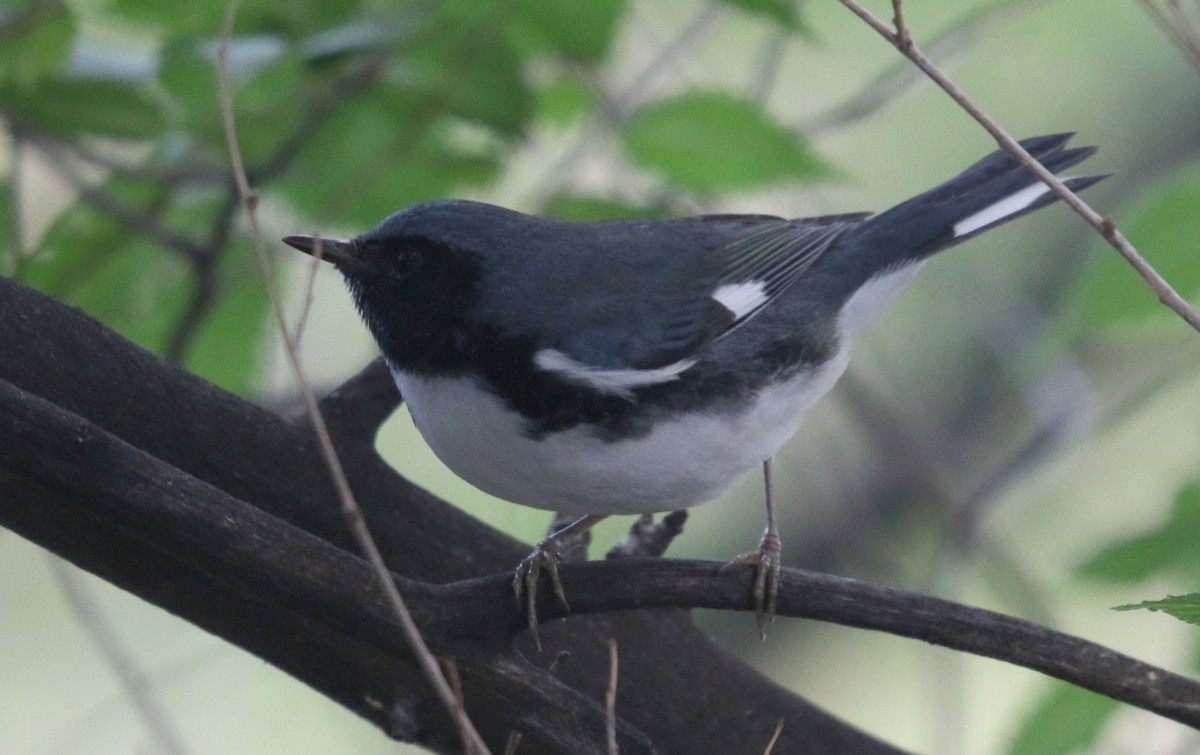 Black-throated Blue Warbler - ML369625551