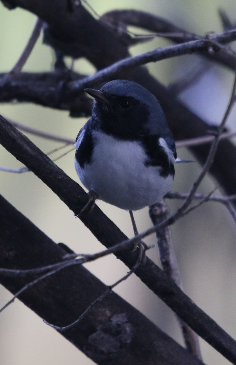 Black-throated Blue Warbler - ML369625591