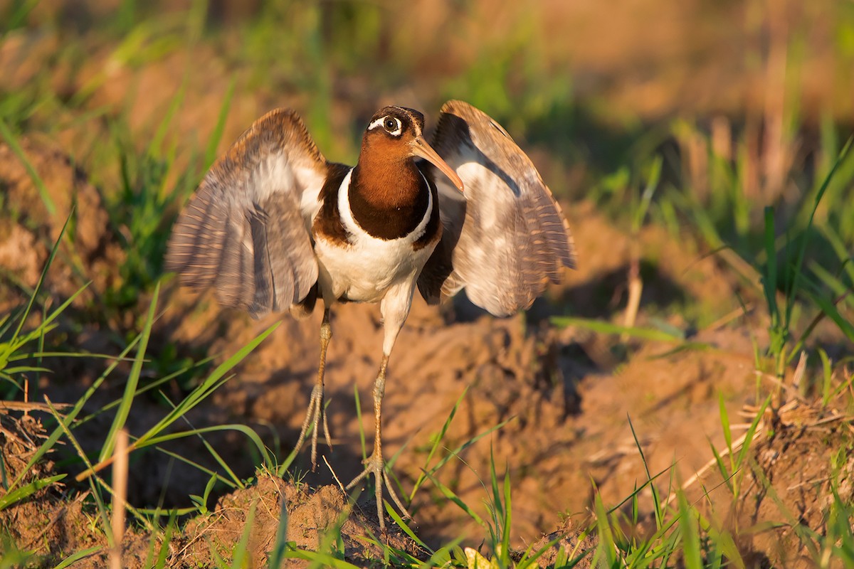 Greater Painted-Snipe - ML369626001