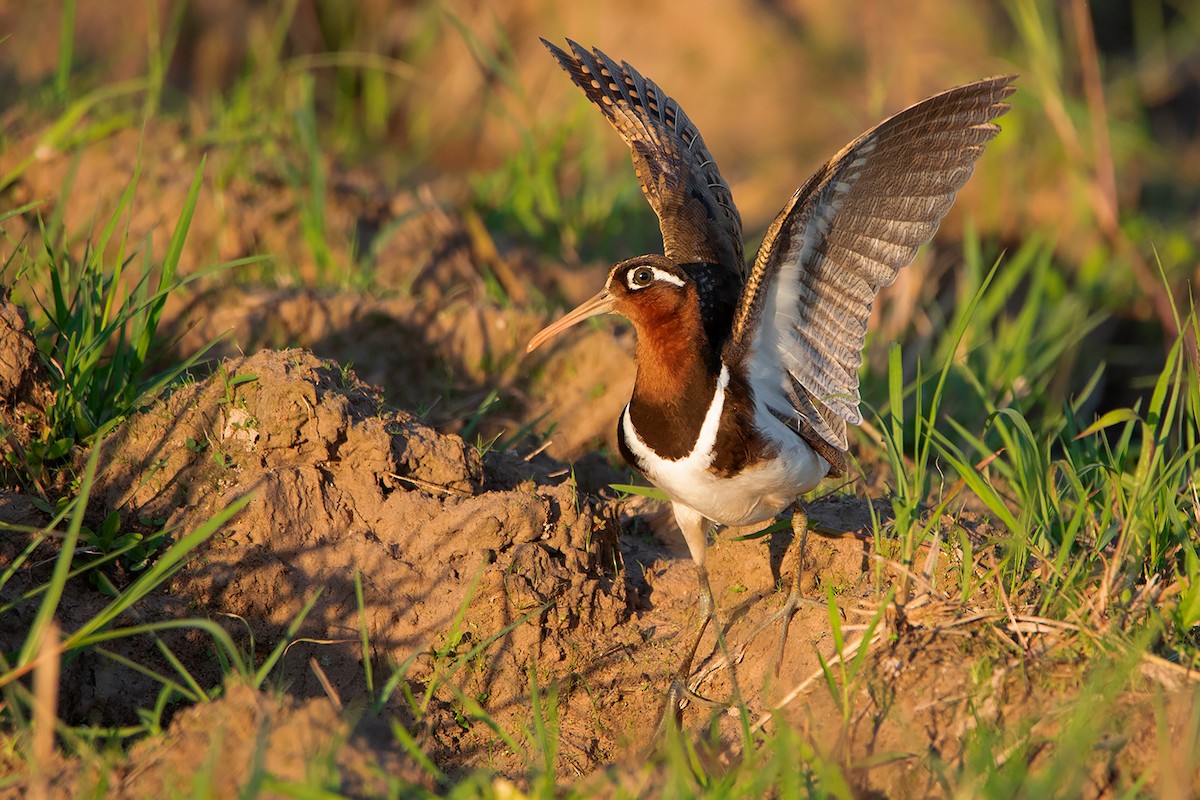 Greater Painted-Snipe - ML369626021