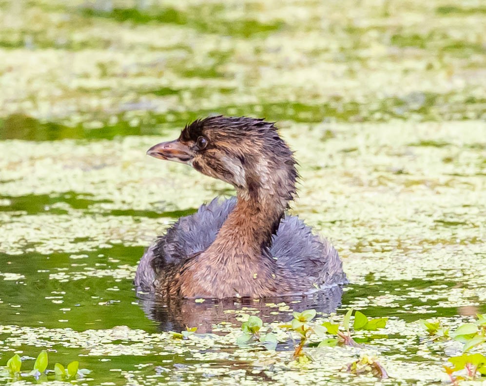 Pied-billed Grebe - ML369628641