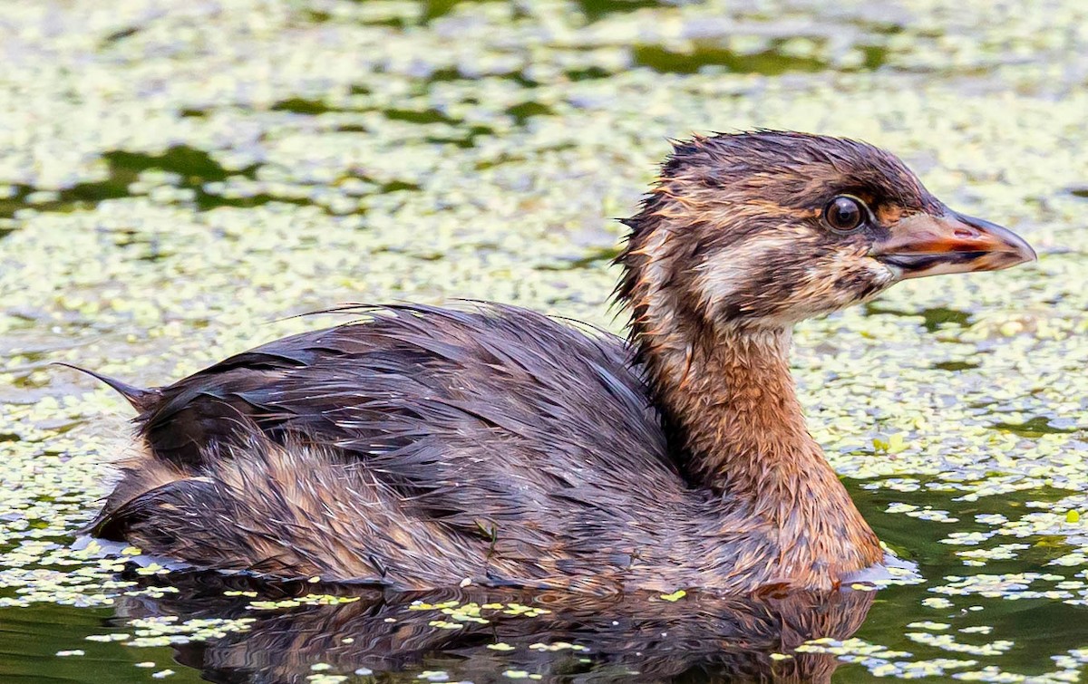 Pied-billed Grebe - ML369628871