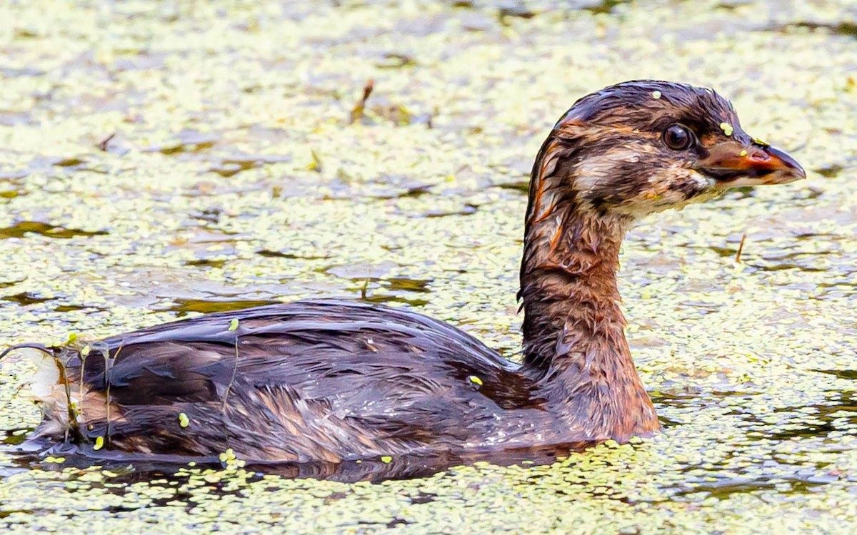 Pied-billed Grebe - ML369628901