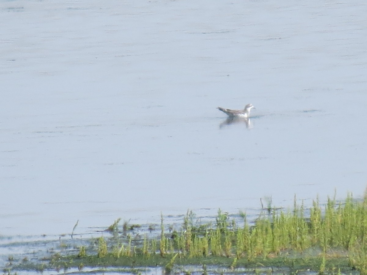 Sabine's Gull - ML369629761