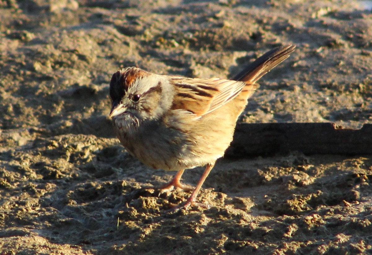 Swamp Sparrow - ML369630171