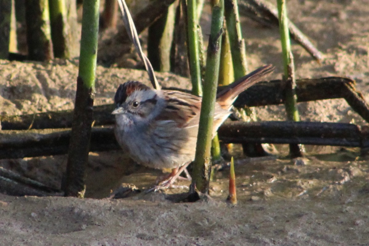 Swamp Sparrow - ML369630181