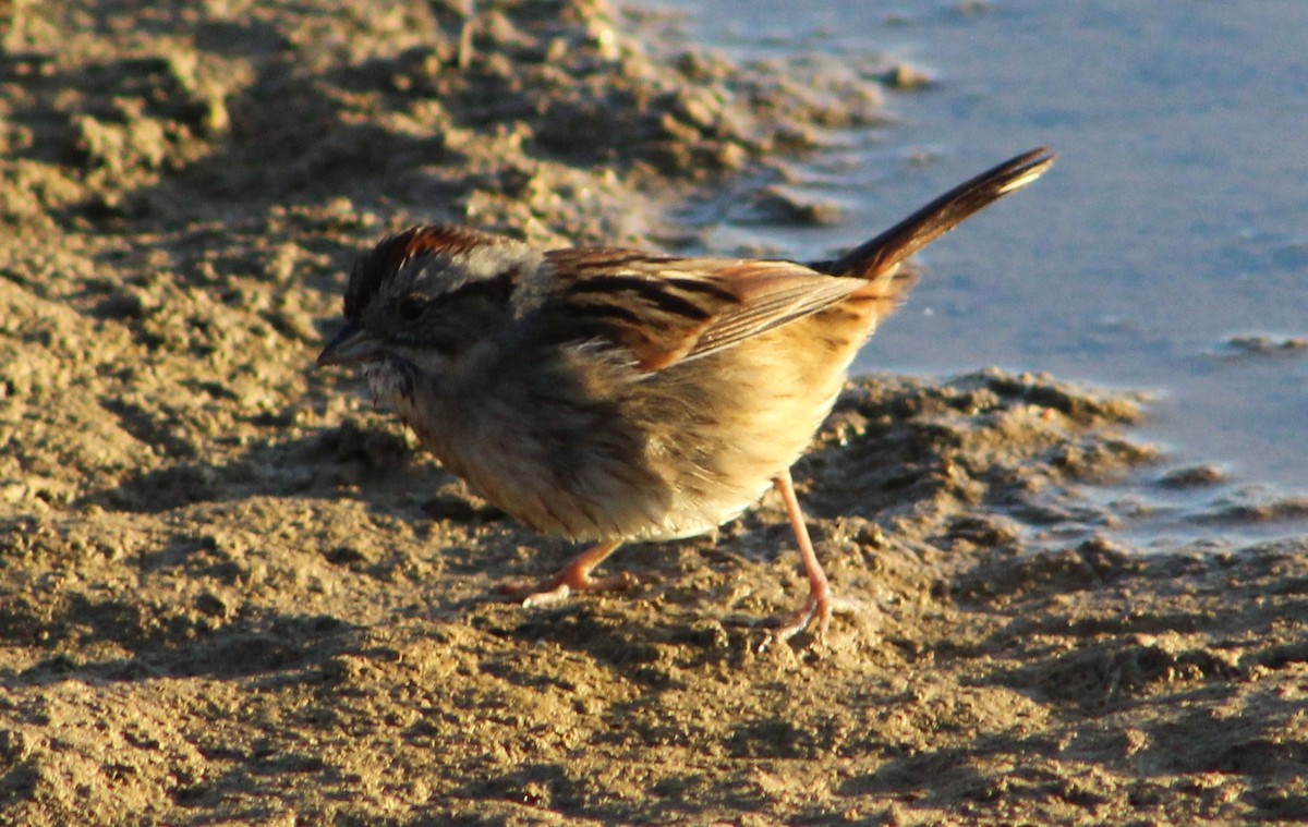 Swamp Sparrow - ML369630201