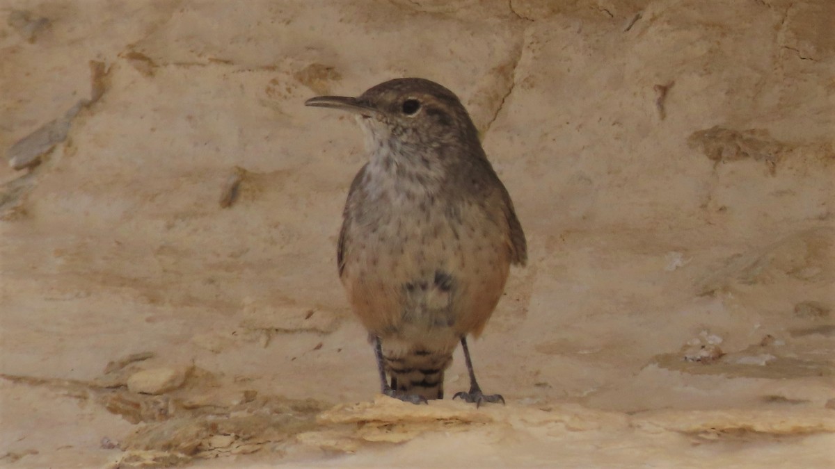 Rock Wren - ML369630621