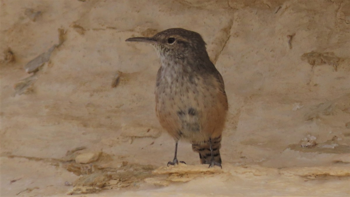 Rock Wren - ML369630631