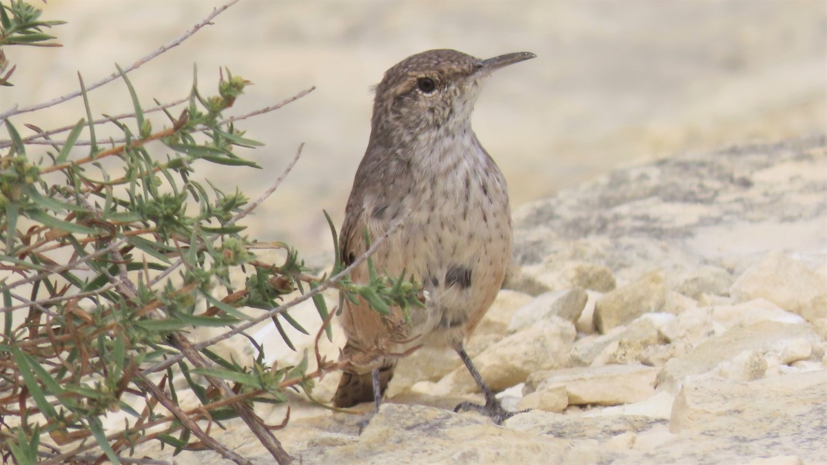 Rock Wren - ML369630651