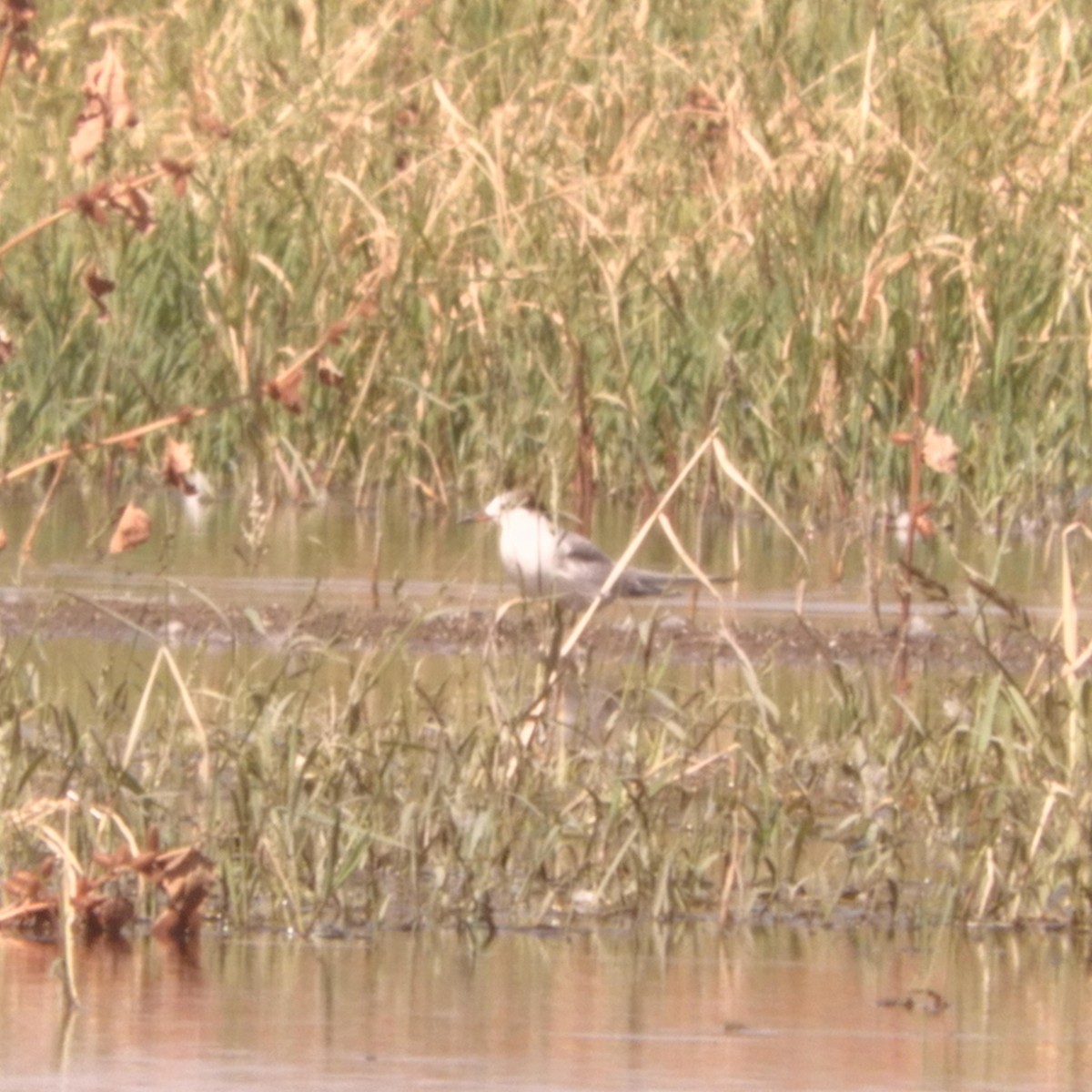 eBird Checklist - 14 Sep 2021 - Merced NWR (Please use a more specific ...