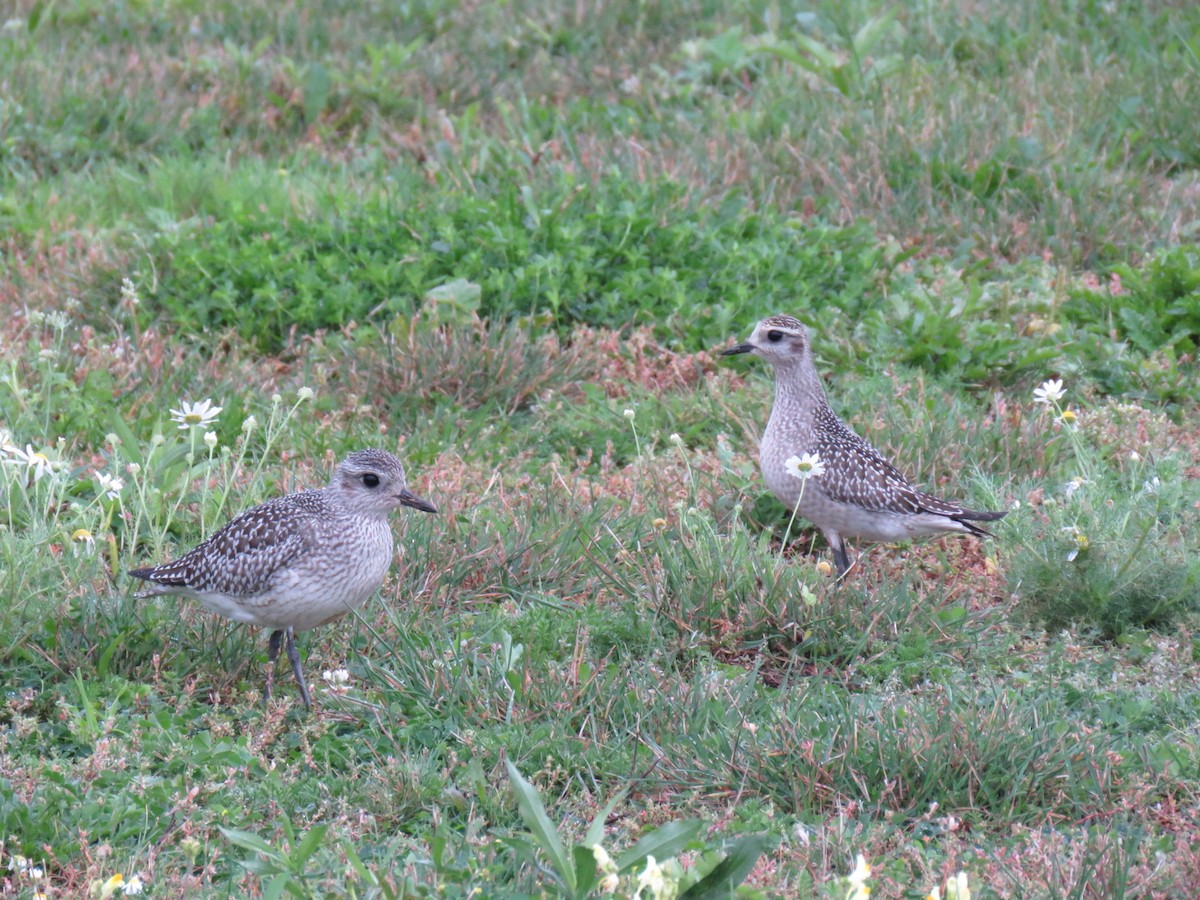 Black-bellied Plover - Alec Humann