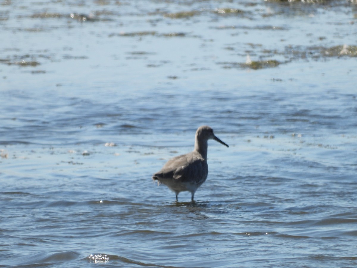 Willet - ML369636071