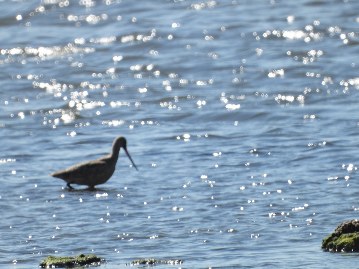 Marbled Godwit - ML369637081