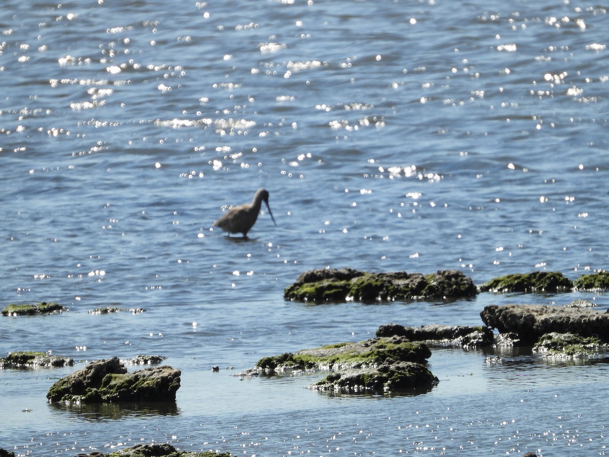 Marbled Godwit - ML369637091