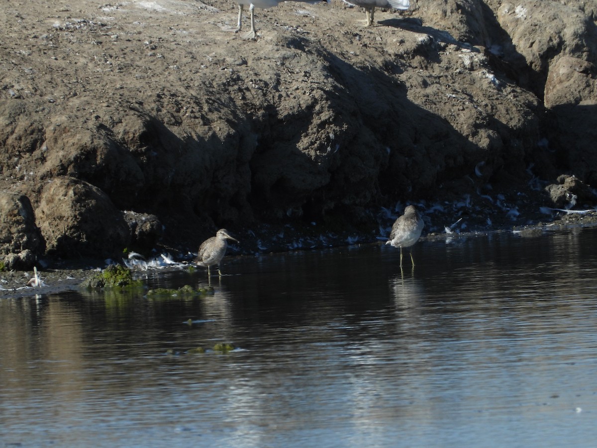 Long-billed Dowitcher - ML369638021