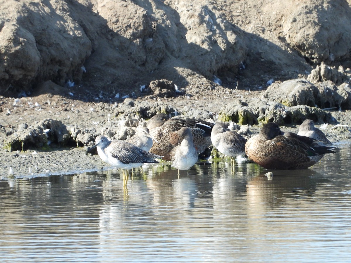 Long-billed Dowitcher - ML369638221