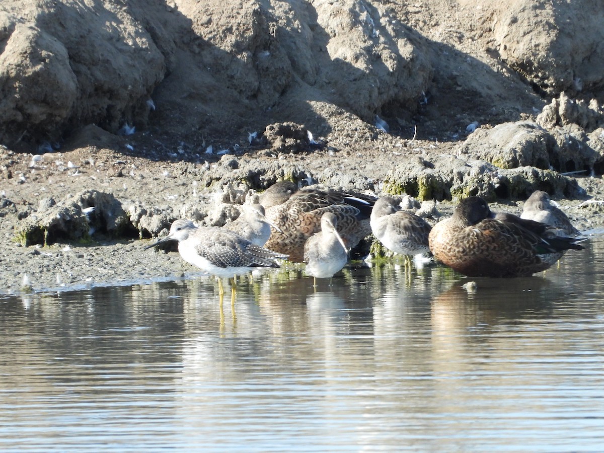 Long-billed Dowitcher - ML369638891