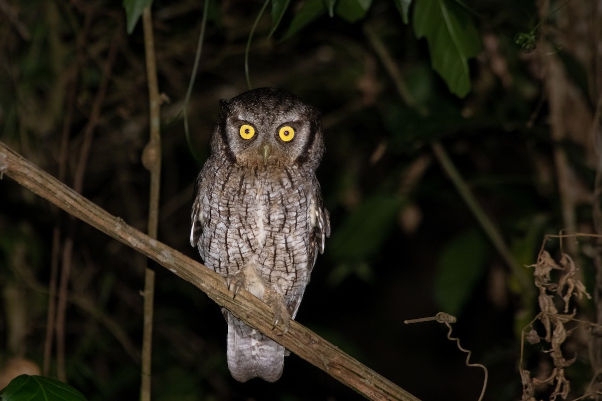 Tropical Screech-Owl - ML369640061