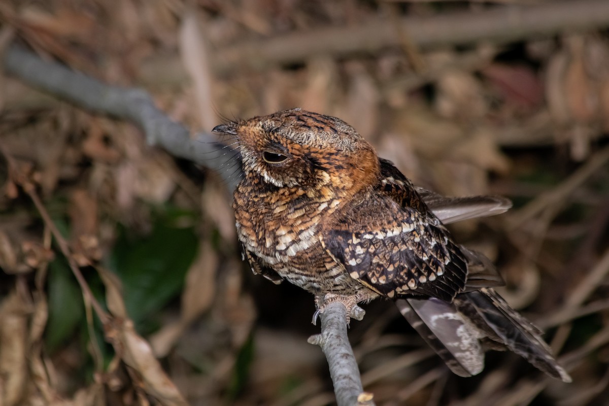 Scissor-tailed Nightjar - ML369640221