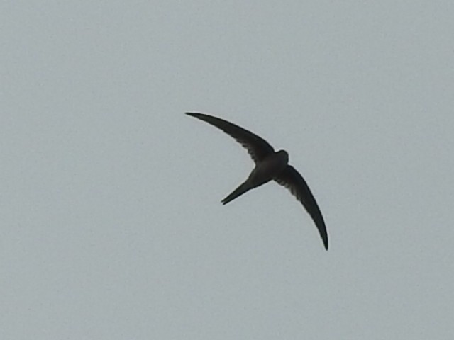 Asian Palm Swift - Arulvelan Thillainayagam