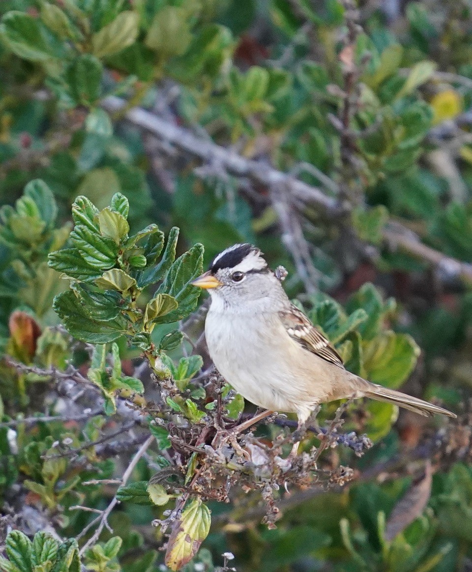White-crowned Sparrow - ML369641941