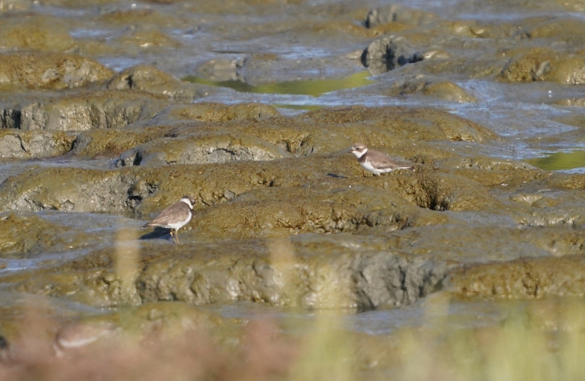 Semipalmated Plover - ML369642271