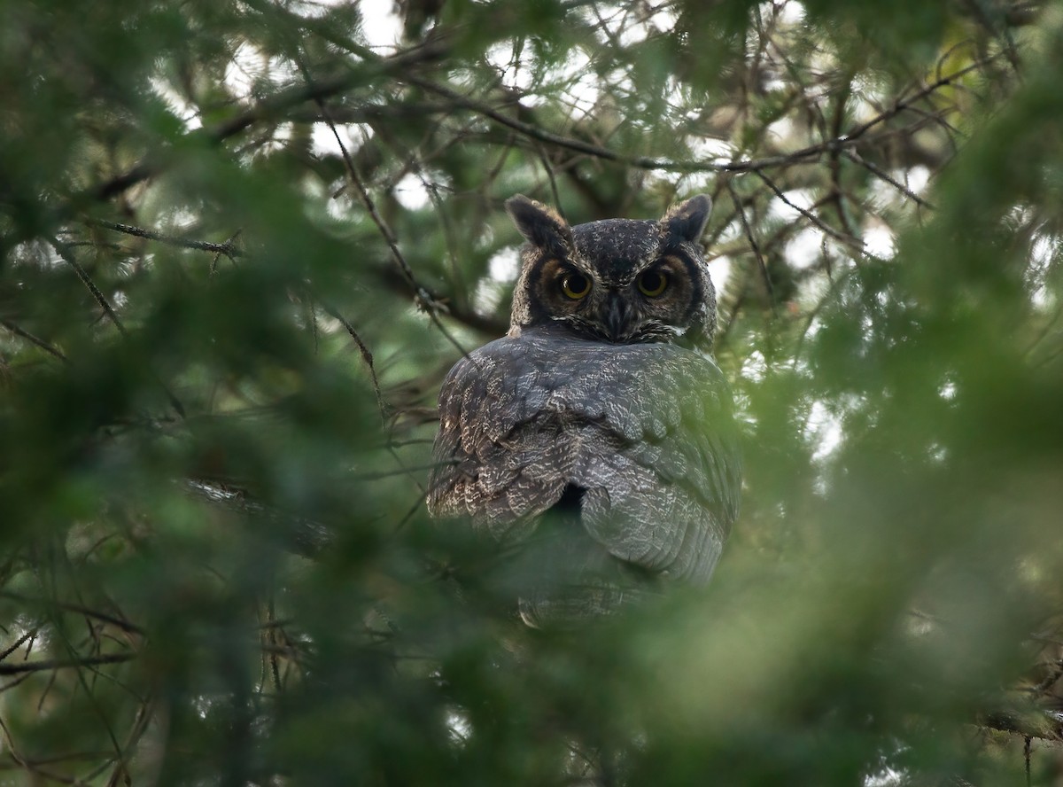 Great Horned Owl - ML369643991