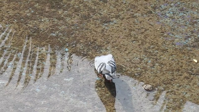 Rock Pigeon (Feral Pigeon) - ML369644461