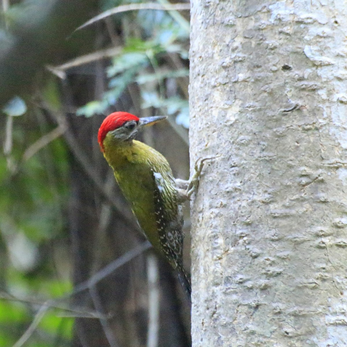 Streak-breasted Woodpecker - Nattapong Banhomglin