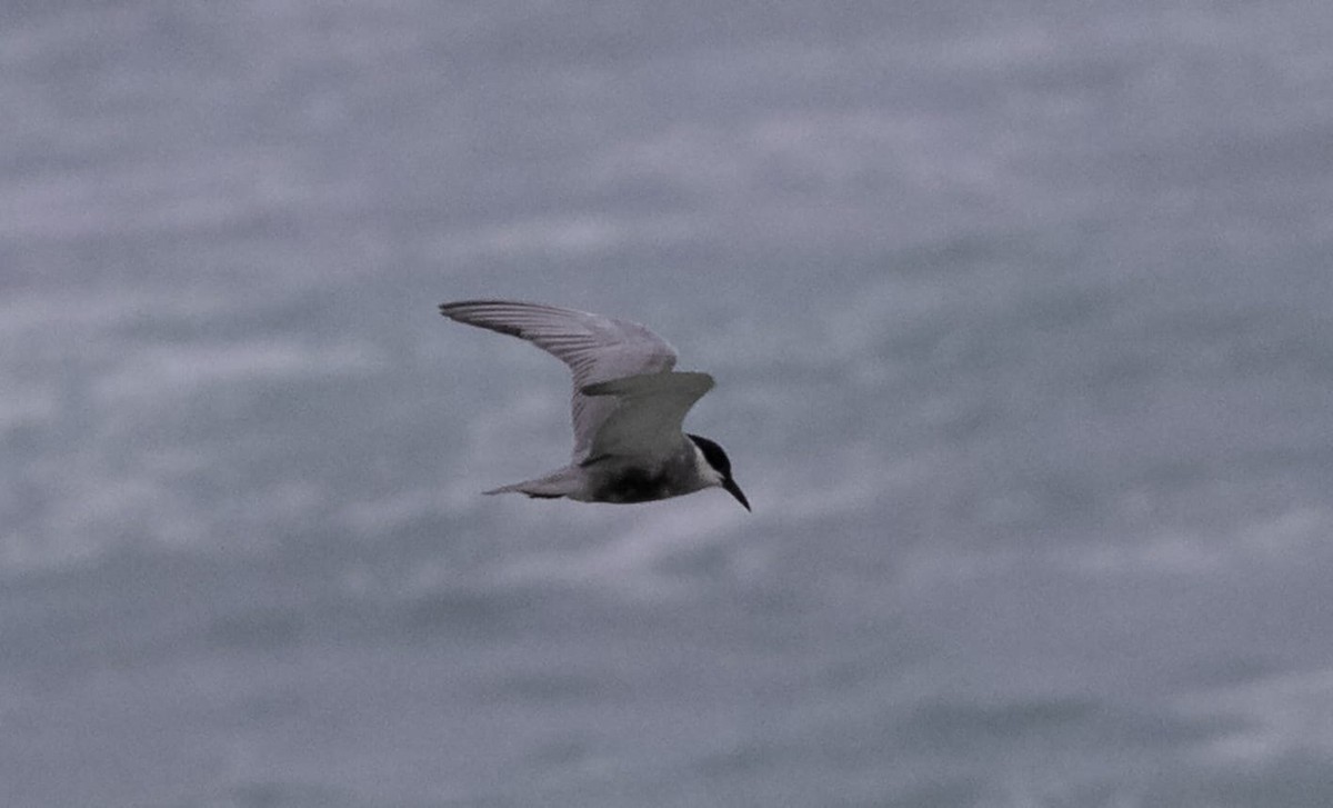 Whiskered Tern - ML369651131