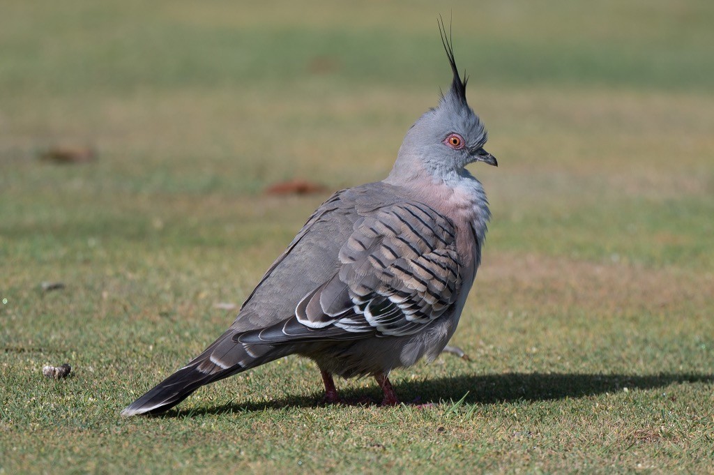 Crested Pigeon - ML369654061