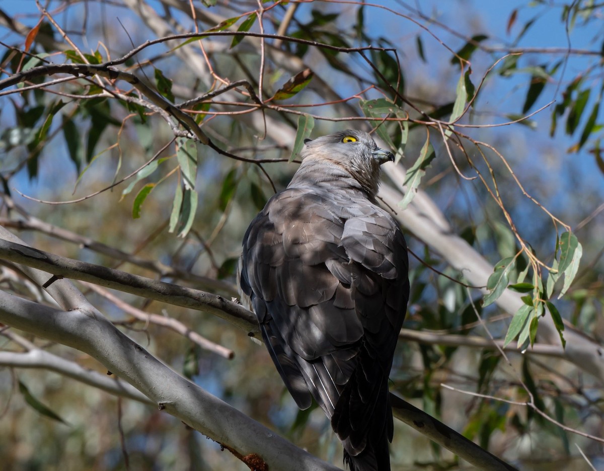 Pacific Baza - ML369654231