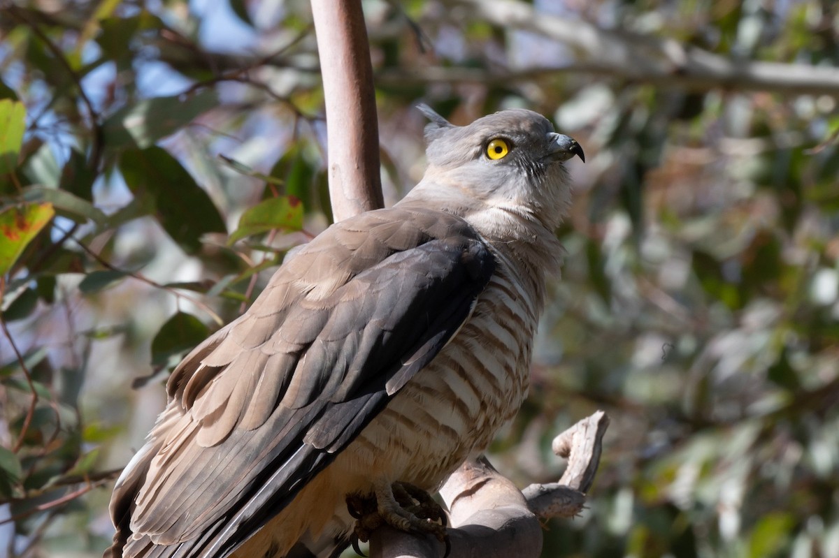 Pacific Baza - ML369654241