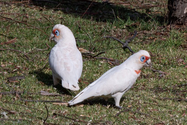 Long-billed Corella - ML369654311