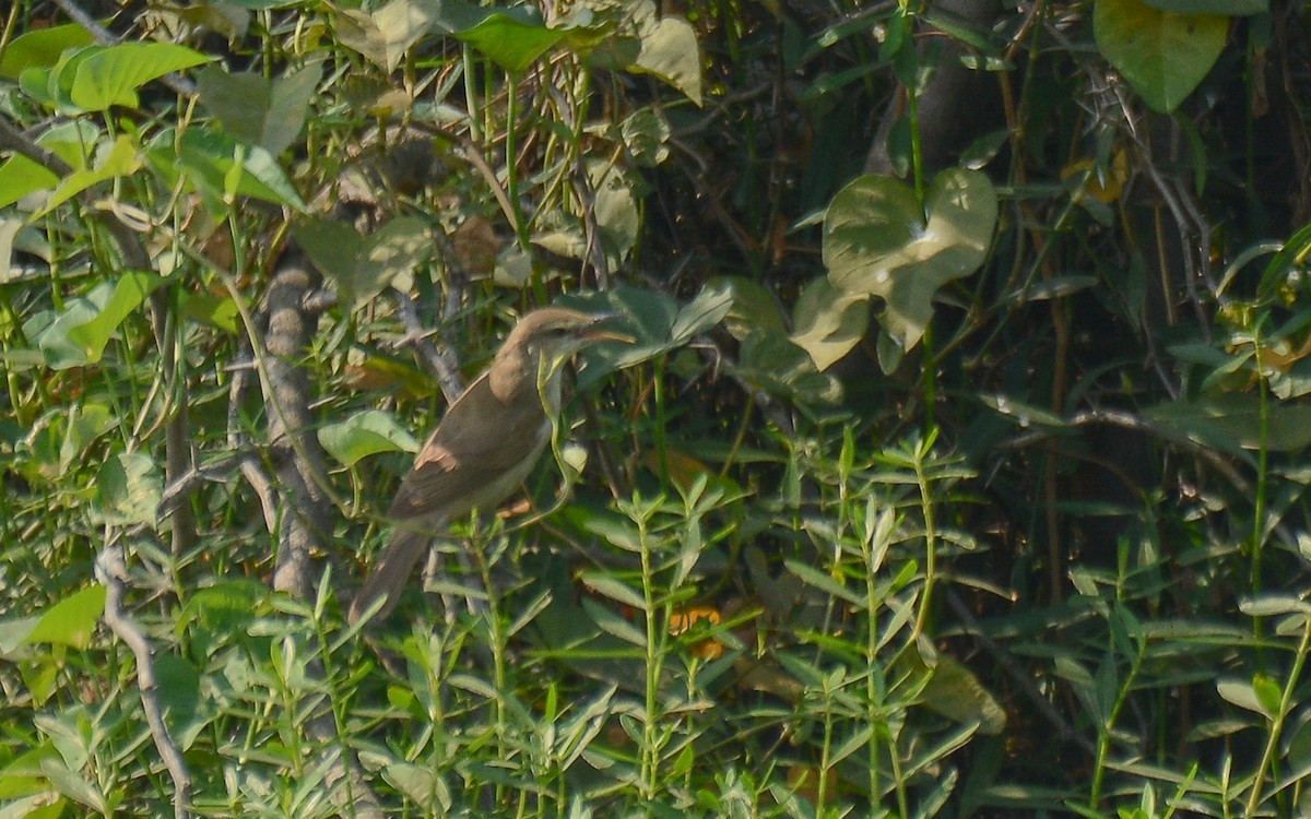 Clamorous Reed Warbler - Gaja mohanraj