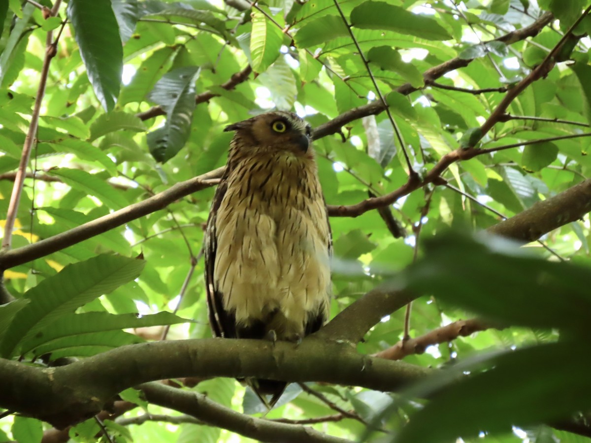 Buffy Fish-Owl - Angela Christine Chua