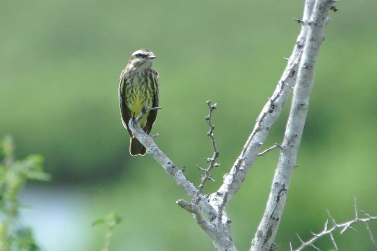 Variegated Flycatcher - ML36965761