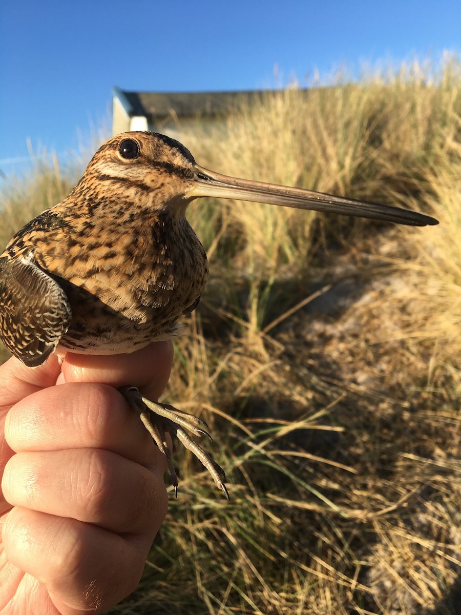 Common Snipe - ML369657821