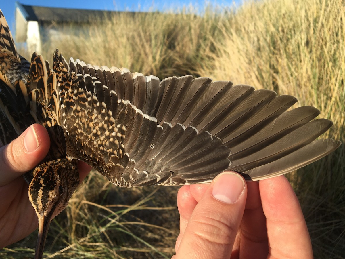 Common Snipe - ML369657831