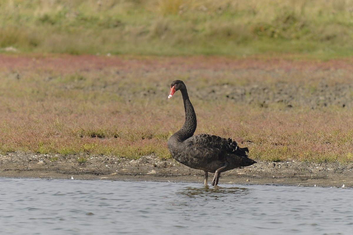 Black Swan - ML369658511