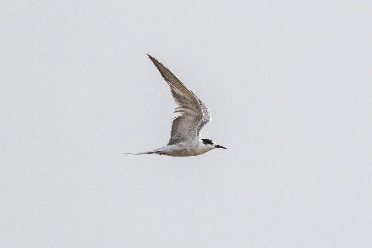 Little Tern - ML369659191