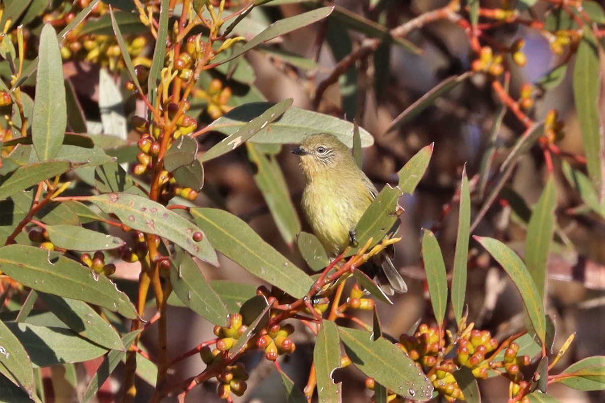 Yellow Thornbill - ML369662931