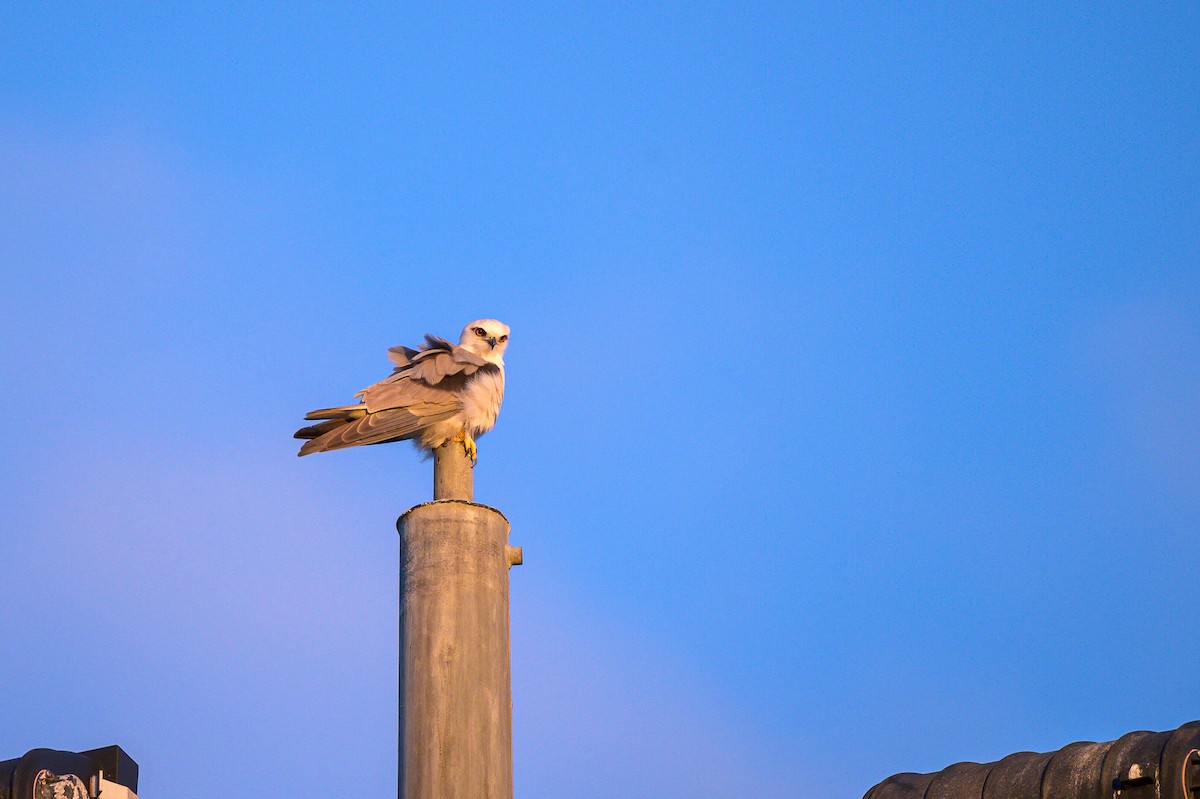 Black-shouldered Kite - Shane Francis