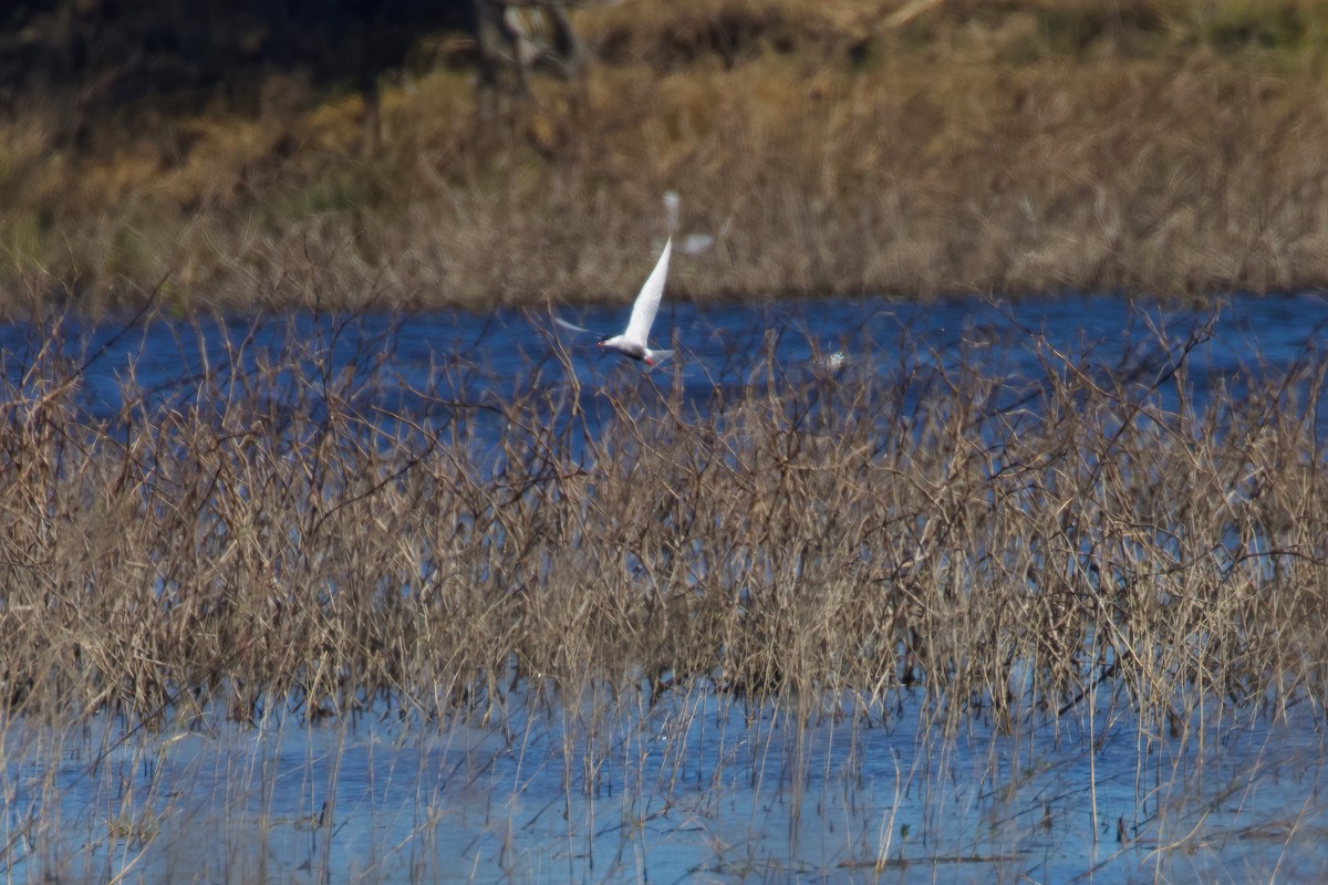 Weißbart-Seeschwalbe - ML369664251